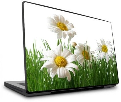 Naklejka na laptopa - Kwiaty rumianku