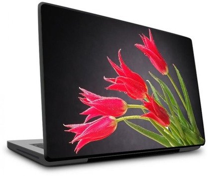 Naklejka na laptopa - Tulipany w rosie